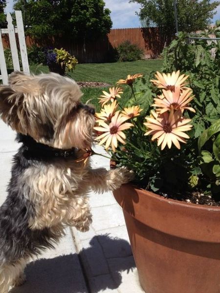 Murphy smelling the flowers Murphy smelling the flowers