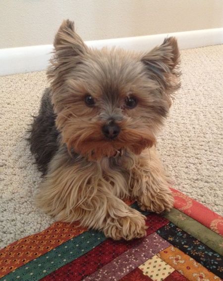 Cooper on a Quilt Top Cooper on a Quilt Top